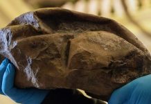 Учёные раскрыли загадку окаменелости из Антарктиды