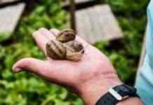 В Украине действует около двухсот улиточных ферм