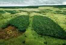 Паводки на Закарпатье не связаны с вырубкой леса, – Заблоцкий