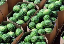 В Украине снизились цены на яблоки, дыни и арбузы