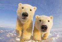 До конца столетия в мире может не остаться белых медведей