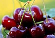 Украина – на втором месте в мире по производству черешни