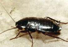 В Черкассах – нашествие чёрных гигантских тараканов