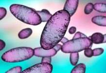 В Соединённых Штатах зафиксировали носителя бубонной чумы