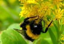 Дикие пчёлы ежегодно приносят США и Канаде 1,5 млрд долларов