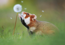 Хомяки и лемуры оказались на грани вымирания, – учёные