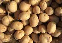 Зеленский обещает помощь хозяйствам, которые выращивают картофель