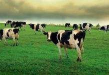 Животные предвидят землетрясение за 20 часов, – учёные