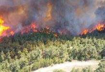 В Украине увеличилось количество пожаров в экосистемах