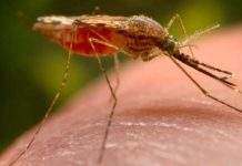 В Одесской области моряк, вернувшийся из Африки, умер от малярии