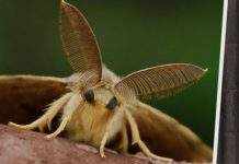 Погода провоцирует во многих странах нашествия разных насекомых