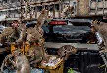 Таиландский город Лопбури захватили тысячи макак-крабоедов