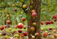 Грозы, смерчи и похолодание: в Украину движется циклон Verena