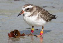 В Новой Зеландии бесследно исчезла колония редких птиц