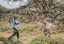 Пакистану удалось остановить нашествие саранчи, урожаи спасены