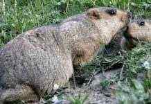 Бубонная чума в Китае и Монголии: заявление ВОЗ