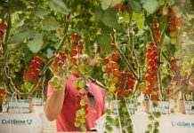 В ОАЭ начали выращивать фрукты и овощи без воды и почвы