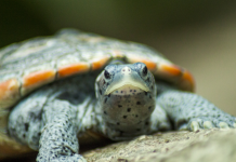 В КНДР из-за голода жителям советуют питаться черепахами