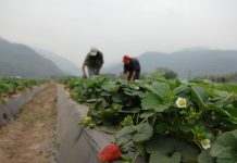 Испания строит лагерь для сезонных сборщиков клубники