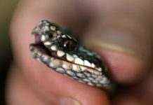 В Украине в нескольких областях активизировались змеи