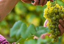 Рентабельность выращивания винограда катастрофически упала