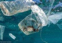 Через 30 лет мир лишится большинства видов рыб, – учёные