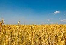 В Украине соберут достаточный урожай зерна, – эксперты