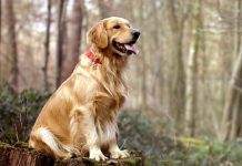 В Австрии тренируют собаку-поисковика коронавирусной инфекции