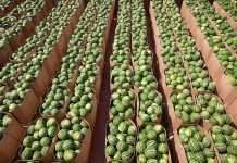 Цены на арбузы побили пятилетний рекорд, – экономисты