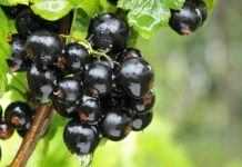 В Украине чёрная смородина подорожала за год в два раза