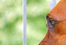 Ким Чен Ын начал войну с собаками: приказал всех их конфисковать