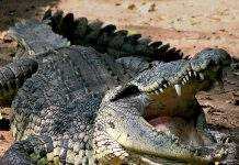 В Индии серийный убийца скормил крокодилам полсотни человек