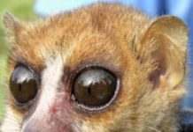 В тропических лесах Мадагаскара учёные нашли новый вид животных