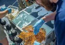 30 новых видов живых существ обнаружены у Галапагосских островов