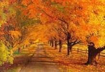 Ливни и температурные качели: какой будет осень 2020-го