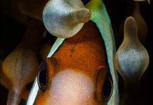 Океанологи нашли паразита, маскирующегося под чужой язык