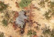 Учёные выяснили причину массовой гибели слонов в Ботсване