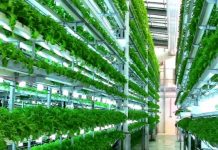 Вертикальные фермы могут увеличить урожайность пшеницы в 600 раз