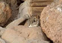 В Африке нашли редчайшую землеройку-слона, вид считался вымершим