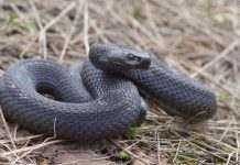 В Украине с начала 2020 года от укусов змей пострадало 36 человек