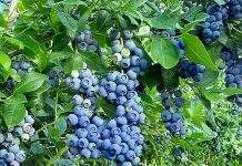 Украина – на втором месте по темпам роста экспорта голубики