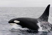 Обиженные касатки жестоко атакуют катера и яхты