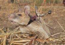 Крысу-сапёра из Камбоджи наградили медалью за спасение людей