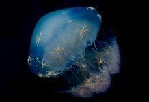 Учёные предлагают есть медуз, чтобы спасти морские ресурсы