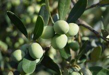 Оливковым плантациям в Испании, Италии и Греции угрожает бактерия