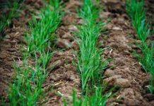 Аграриям Украины из-за засухи не советуют рано сеять озимые