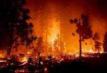 Пожары в США: эвакуировано полмиллиона людей