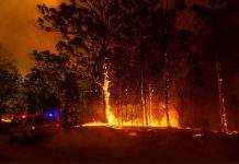 В Калифорнии усиливаются пожары, горит национальный парк