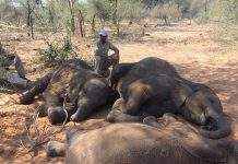 За 46 лет популяция диких животных сократилась на 68 процентов