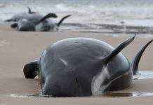 У берегов Тасмании удалось спасти лишь 50 китов, 380 погибли